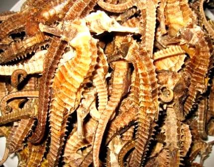 🌊 Dried Seahorse for Sale – Premium Quality | 100% Natural 🌿 from Thailand